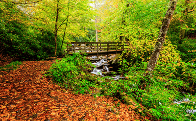 beautiful fall hiking trail in the Smoky Mountains