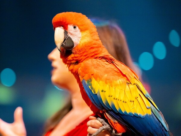 an orange and red parrot