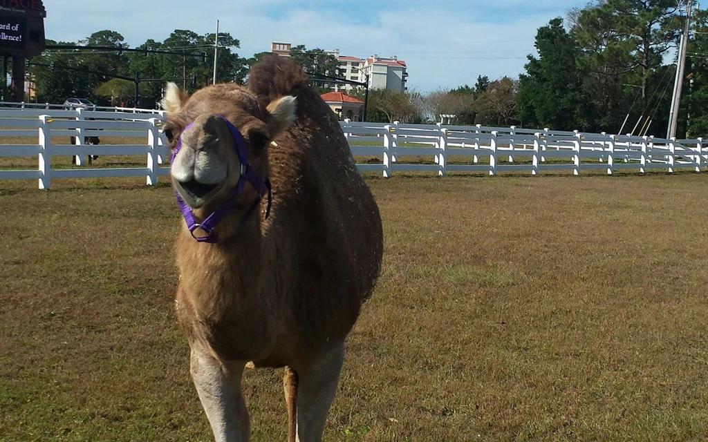 Pirates Voyage Dinner & Show - Amber Camel