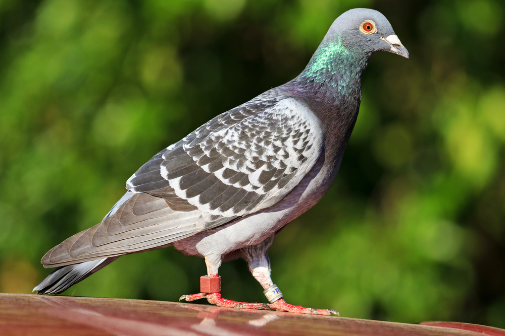 Passenger pigeon on fence