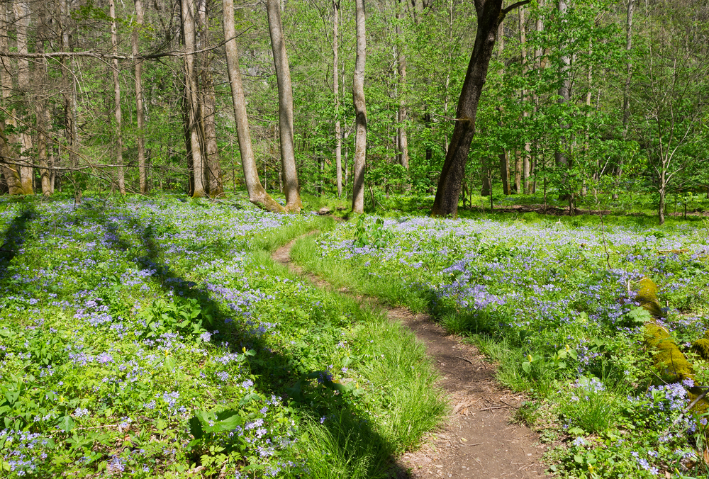 spring wildflowers in the Smoky Mountains