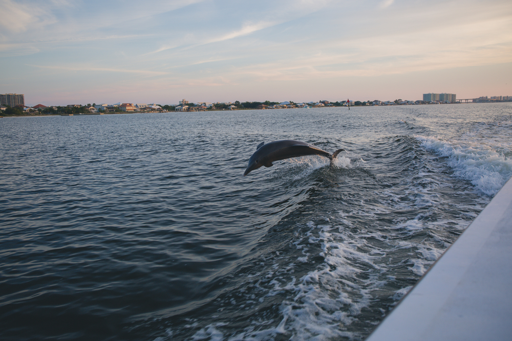 dolphin jumping in ocean