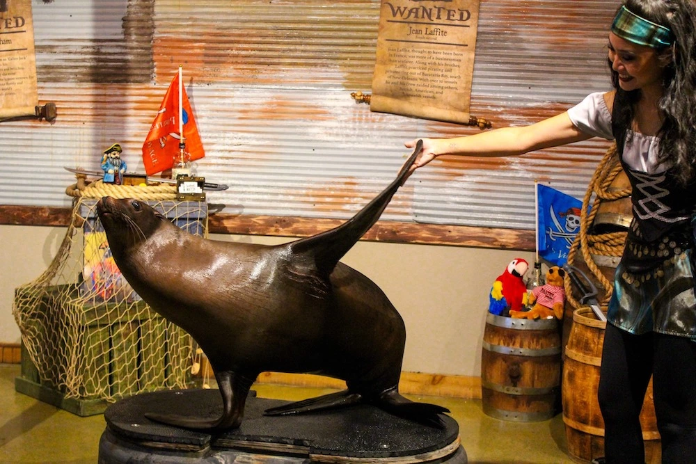 seal lion high fiving pirate