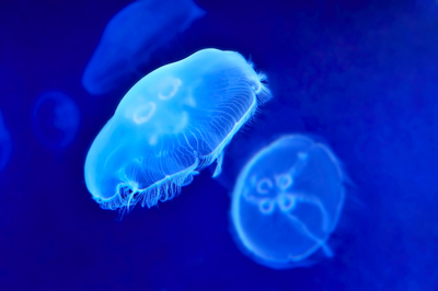 moon jellies in water