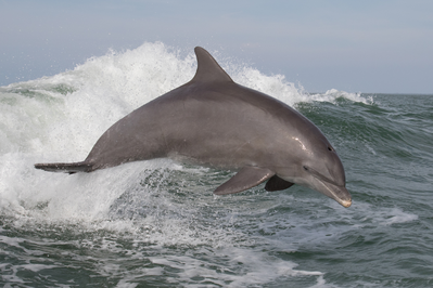 bottlenose dolphin in the ocean