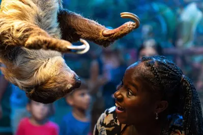 sloth at Ripley's aquarium