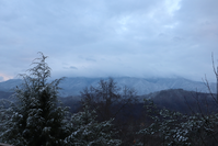 snow covered trees in the Smoky Mountains