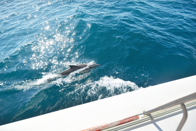 dolphin in the water on a dolphin cruise