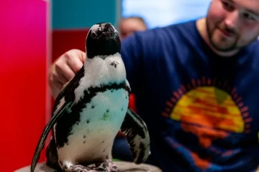 penguin at ripley's aquarium in gatlinburg tn